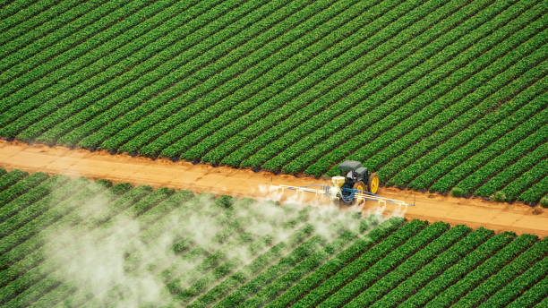 Best Termite Control Services  in Auxvasse, MO