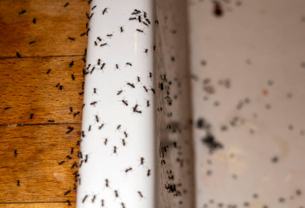 Wildlife Control Services in Auxvasse, MO