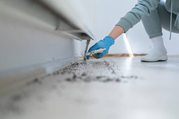 Best Cockroach Control Services  in Auxvasse, MO
